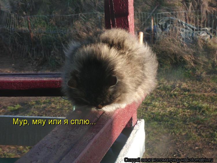 Котоматрица: Мур, мяу или я сплю...
