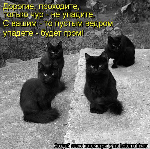Котоматрица: Дорогие, проходите,  только чур - не упадите.  С вашим - то пустым ведром упадете - будет гром!