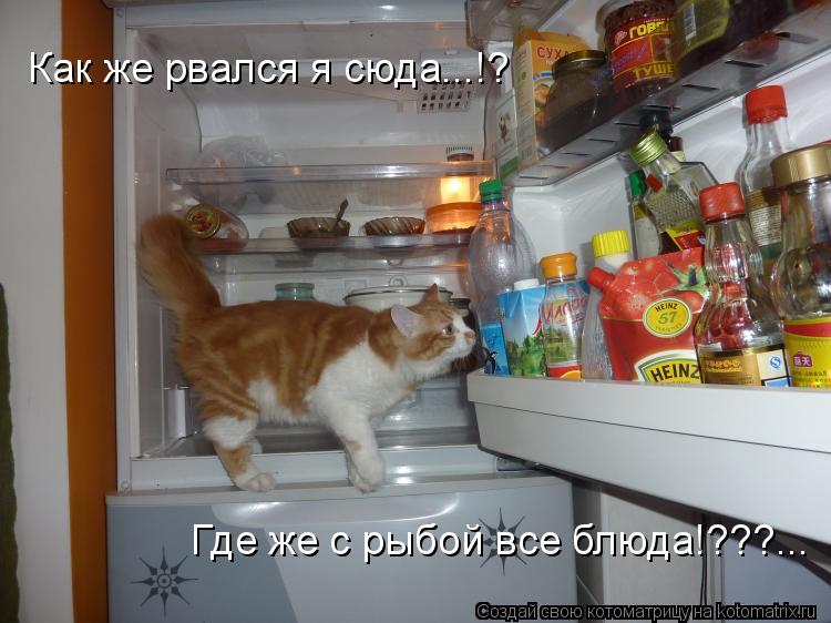 Как же рвался я сюда...!? Где же с рыбой все блюда!???...... Котоматрица: Как же рвался я сюда...!? Где же с рыбой все блюда!???...