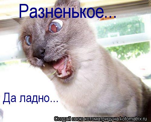 Котоматрица: Да ладно... Разненькое...