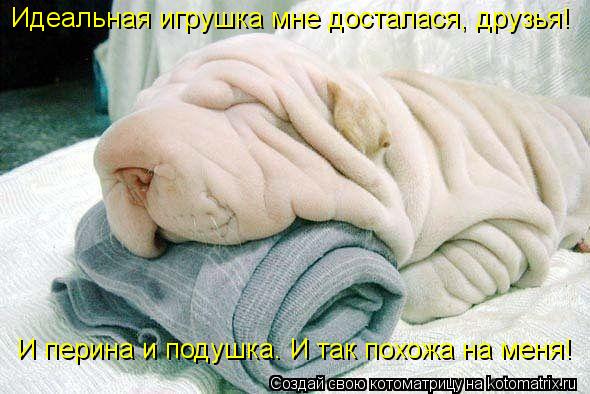 Котоматрица: Идеальная игрушка мне досталася, друзья! И перина и подушка. И так похожа на меня!