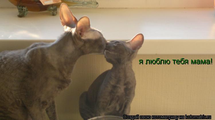 Котоматрица: я люблю тебя мама!