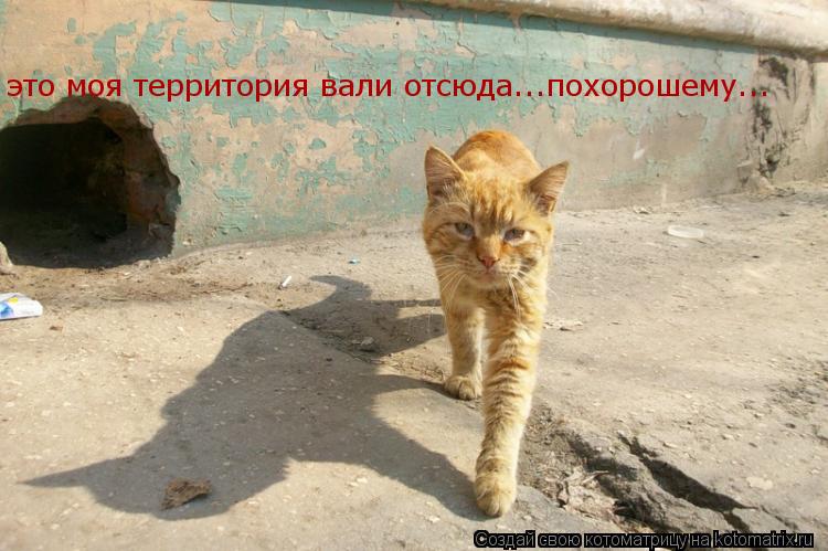 Котоматрица: это моя территория вали отсюда...похорошему...