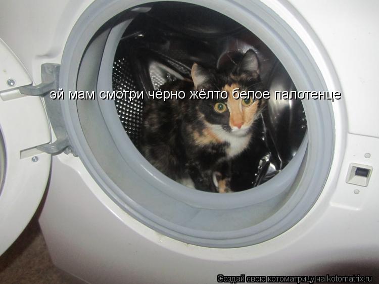 Котоматрица: эй мам смотри чёрно жёлто белое палотенце