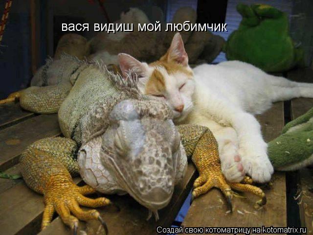 Котоматрица: вася видиш мой любимчик