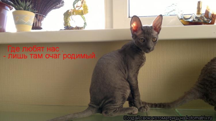 Котоматрица: Где любят нас —  - лишь там очаг родимый.