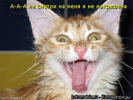 Котоматрица: А-А-А не смотри на меня я не накрашена
