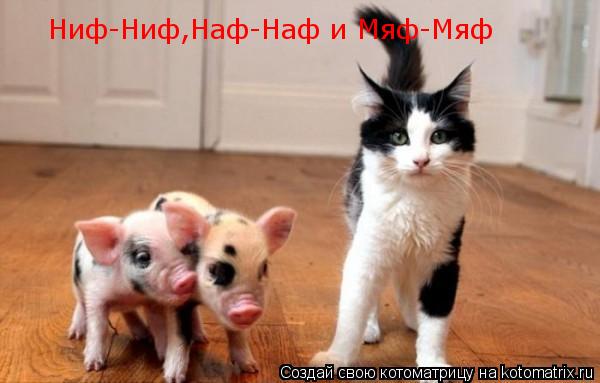 Котоматрица: Ниф-Ниф,Наф-Наф и Мяф-Мяф