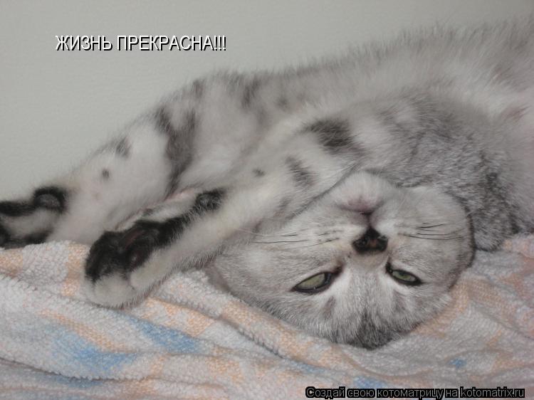 Котоматрица: ЖИЗНЬ ПРЕКРАСНА!!!