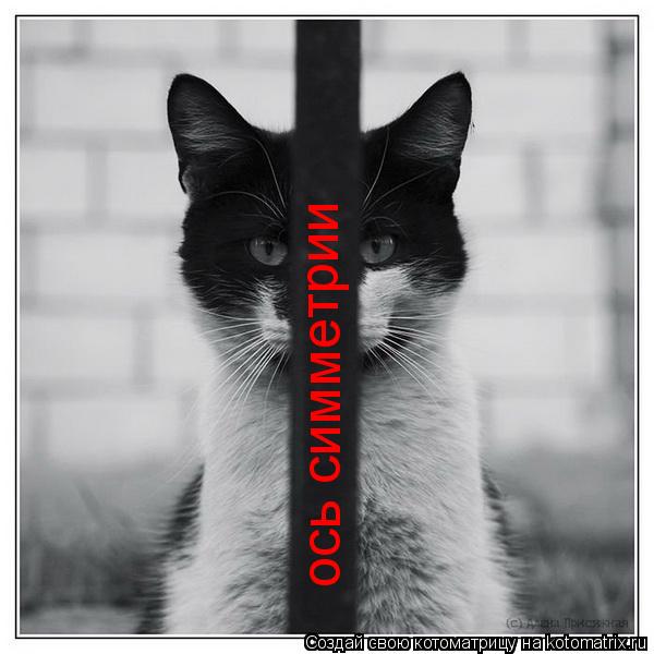 ось симметрии... Котоматрица: ось симметрии