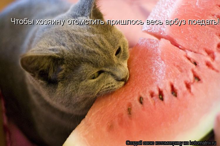 Чтобы хозяину отомстить пришлось весь арбуз поедать!!!... Котоматрица: Чтобы хозяину отомстить пришлось весь арбуз поедать!!!