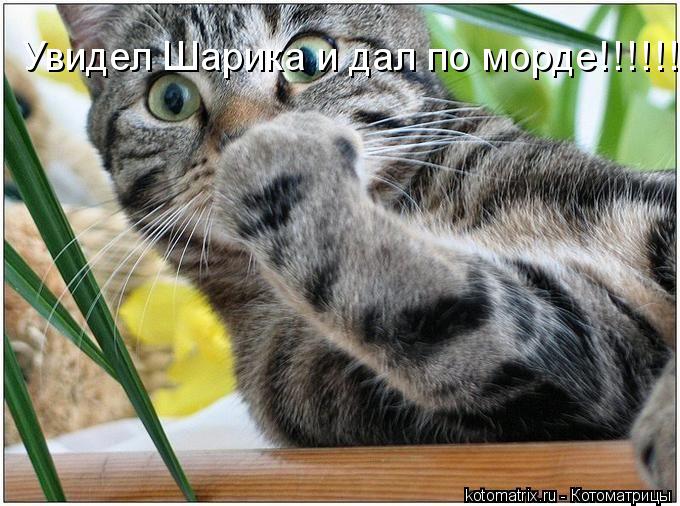 Увидел Шарика и дал по морде!!!!!!... Котоматрица: Увидел Шарика и дал по морде!!!!!!