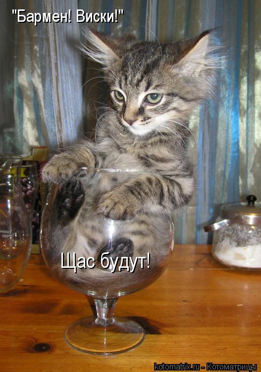 "Бармен! Виски!" Щас будут!... Котоматрица: "Бармен! Виски!" Щас будут!