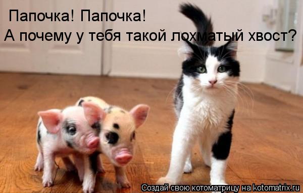 Папочка! Папочка! А почему у тебя такой лохматый хвост?... Котоматрица: Папочка! Папочка! А почему у тебя такой лохматый хвост?