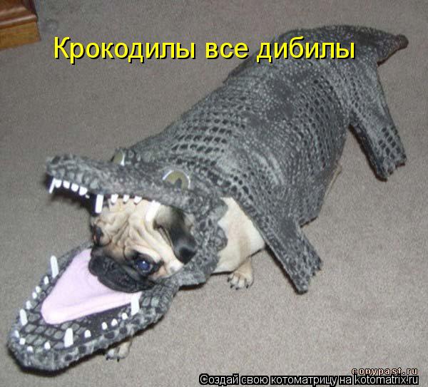 Крокодилы все дибилы... Котоматрица: Крокодилы все дибилы
