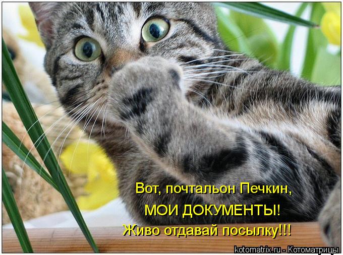 Вот, почтальон Печкин, МОИ ДОКУМЕНТЫ! Живо отдавай посылку!!!... Котоматрица: Вот, почтальон Печкин, МОИ ДОКУМЕНТЫ! Живо отдавай посылку!!!