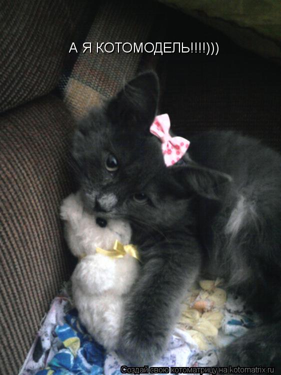 А Я КОТОМОДЕЛЬ!!!!)))... Котоматрица: А Я КОТОМОДЕЛЬ!!!!)))