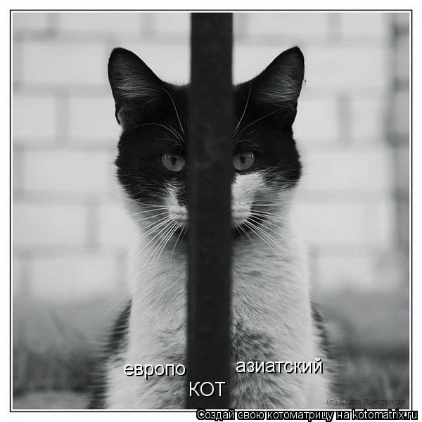 европо азиатский КОТ... Котоматрица: европо азиатский КОТ