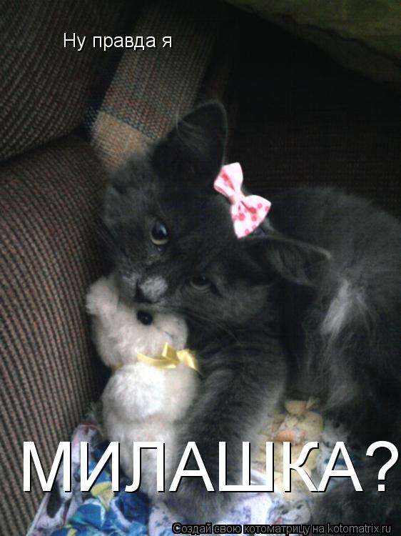 Ну правда я МИЛАШКА?... Котоматрица: Ну правда я МИЛАШКА?