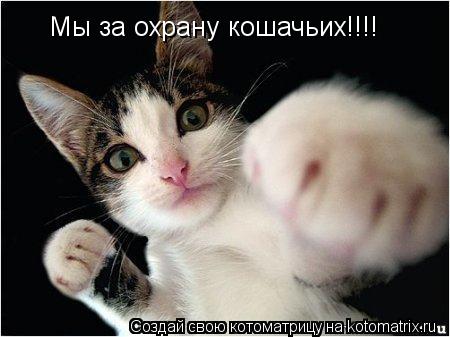 Мы за охрану кошачьих!!!!... Котоматрица: Мы за охрану кошачьих!!!!