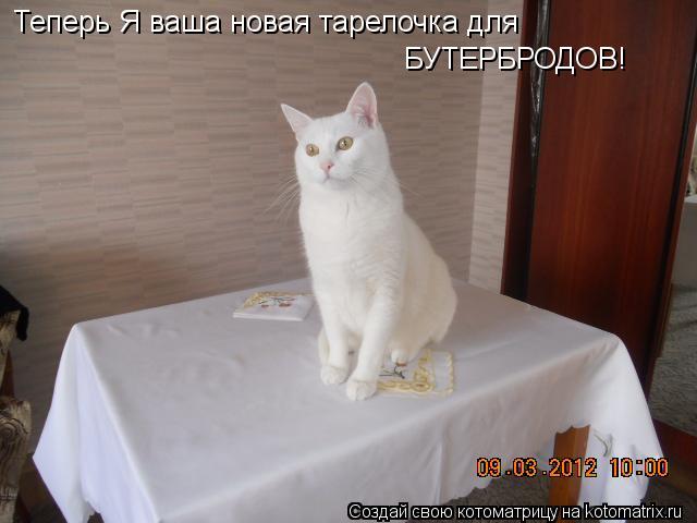 Теперь Я ваша новая тарелочка для БУТЕРБРОДОВ!... Котоматрица: Теперь Я ваша новая тарелочка для БУТЕРБРОДОВ!