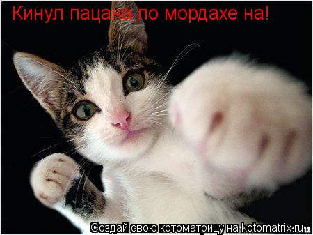 Кинул пацана,по мордахе на!... Котоматрица: Кинул пацана,по мордахе на!