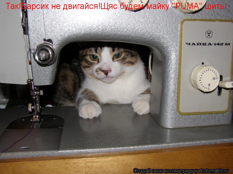 Так!Барсик не двигайся!Щяс будем майку "PUMA" шить!... Котоматрица: Так!Барсик не двигайся!Щяс будем майку "PUMA" шить!