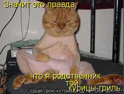 Значит это правда, что я родственник той курицы-гриль...... Котоматрица: Значит это правда, что я родственник той курицы-гриль...