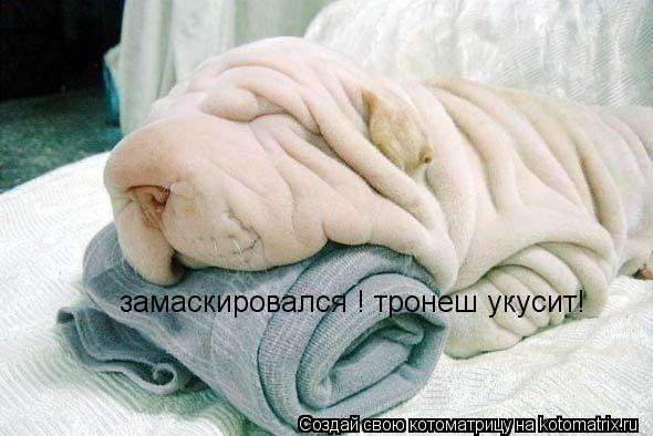замаскировался ! тронеш укусит!... Котоматрица: замаскировался ! тронеш укусит!