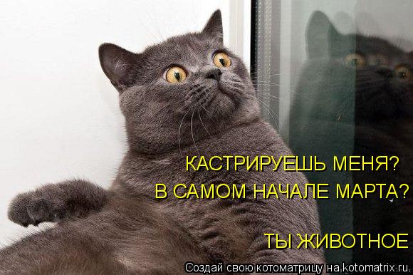 КАСТРИРУЕШЬ МЕНЯ? В САМОМ НАЧАЛЕ МАРТА? ТЫ ЖИВОТНОЕ... Котоматрица: КАСТРИРУЕШЬ МЕНЯ? В САМОМ НАЧАЛЕ МАРТА? ТЫ ЖИВОТНОЕ