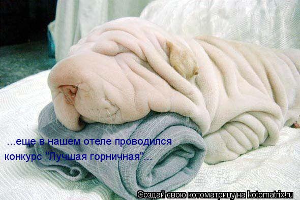 ...еще в нашем отеле проводился ... Котоматрица: ...еще в нашем отеле проводился конкурс "Лучшая горничная"...