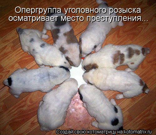 Опергруппа уголовного розыска осматривает место преступления...... Котоматрица: Опергруппа уголовного розыска осматривает место преступления...