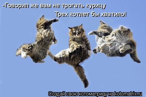 -Говорил же вам не трогать курицу Трех котлет бы хватило!... Котоматрица: -Говорил же вам не трогать курицу Трех котлет бы хватило!