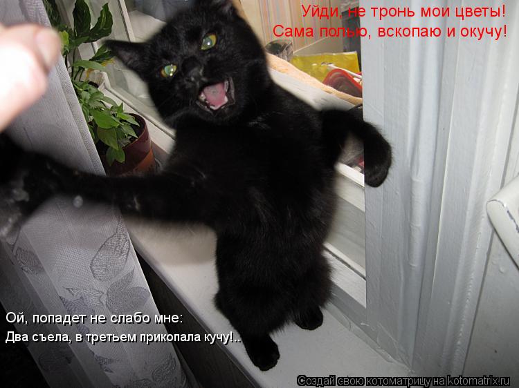 Уйди, не тронь мои цветы! Сама полью, вскопаю и окучу! Ой, попадет не слабо мне: Два съела, в третьем... Котоматрица: Уйди, не тронь мои цветы! Сама полью, вскопаю и окучу! Ой, попадет не слабо мне: Два съела, в третьем прикопала кучу!..