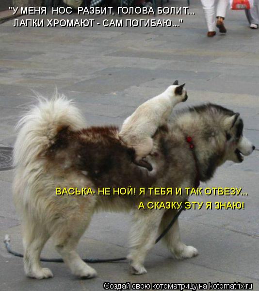 "У МЕНЯ НОС РАЗБИТ, ГОЛОВА БОЛИТ... ЛАПКИ ХРОМАЮТ - САМ ПОГИБАЮ..." ВАСЬКА- НЕ НОЙ! Я ТЕБЯ И ТАК ОТ... Котоматрица: "У МЕНЯ НОС РАЗБИТ, ГОЛОВА БОЛИТ... ЛАПКИ ХРОМАЮТ - САМ ПОГИБАЮ..." ВАСЬКА- НЕ НОЙ! Я ТЕБЯ И ТАК ОТВЕЗУ... А СКАЗКУ ЭТУ Я ЗНАЮ!