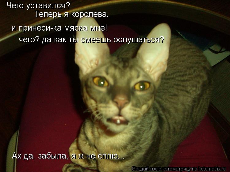 Чего уставился? Теперь я королева. и принеси-ка мяска мне! чего? да как ты смеешь ослушаться? Ах да, ... Котоматрица: Чего уставился? Теперь я королева. и принеси-ка мяска мне! чего? да как ты смеешь ослушаться? Ах да, забыла, я ж не сплю...