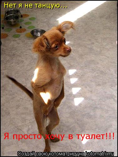 Нет я не танцую... Я просто хочу в туалет!!!... Котоматрица: Нет я не танцую... Я просто хочу в туалет!!!