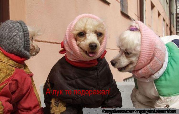 А лук то подоражал!... Котоматрица: А лук то подоражал!