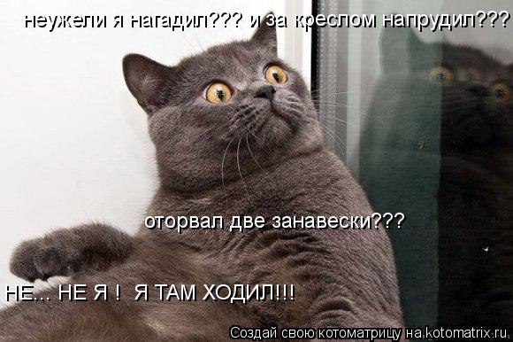 неужели я нагадил??? и за креслом напрудил??? оторвал две занавески??? НЕ... НЕ Я ! Я ТАМ ХОДИЛ!!!... Котоматрица: неужели я нагадил??? и за креслом напрудил??? оторвал две занавески??? НЕ... НЕ Я ! Я ТАМ ХОДИЛ!!!