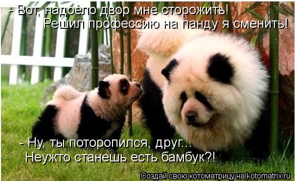 - Вот, надоело двор мне сторожить! Решил профессию на панду я сменить! - Ну, ты поторопился, друг... ... Котоматрица: - Вот, надоело двор мне сторожить! Решил профессию на панду я сменить! - Ну, ты поторопился, друг... Неужто станешь есть бамбук?!