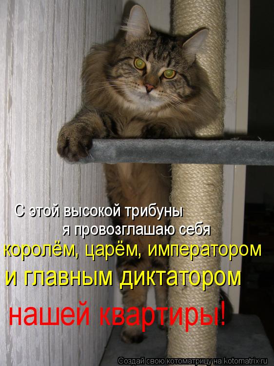 С этой высокой трибуны я провозглашаю себя королём, царём, императором и главным диктатором нашей ква... Котоматрица: С этой высокой трибуны я провозглашаю себя королём, царём, императором и главным диктатором нашей квартиры!