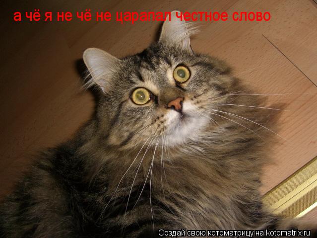 а чё я не чё не царапал честное слово... Котоматрица: а чё я не чё не царапал честное слово