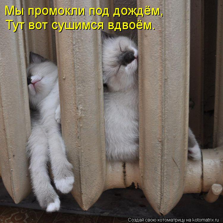 Мы промокли под дождём, Тут вот сушимся вдвоём.... Котоматрица: Мы промокли под дождём, Тут вот сушимся вдвоём.