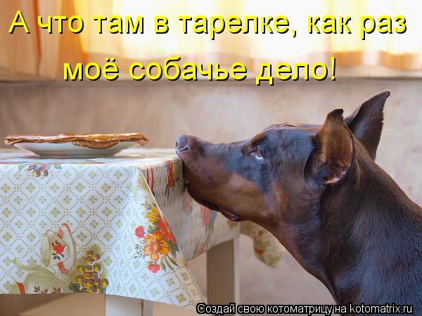 А что там в тарелке, как раз моё собачье дело!... Котоматрица: А что там в тарелке, как раз моё собачье дело!