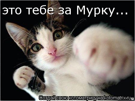 это тебе за Мурку...... Котоматрица: это тебе за Мурку...