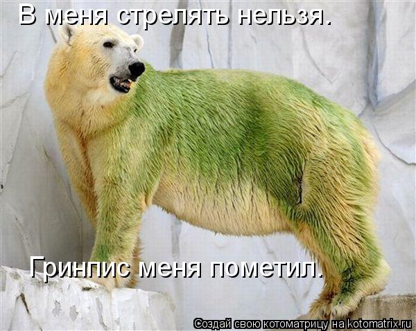 В меня стрелять нельзя. Гринпис меня пометил.... Котоматрица: В меня стрелять нельзя. Гринпис меня пометил.