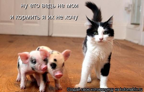 ну ето ведь не мои и кормить я их не хочу... Котоматрица: ну ето ведь не мои и кормить я их не хочу