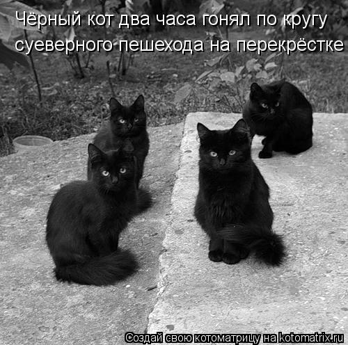 Чёрный кот два часа гонял по кругу суеверного пешехода на перекрёстке... Котоматрица: Чёрный кот два часа гонял по кругу суеверного пешехода на перекрёстке