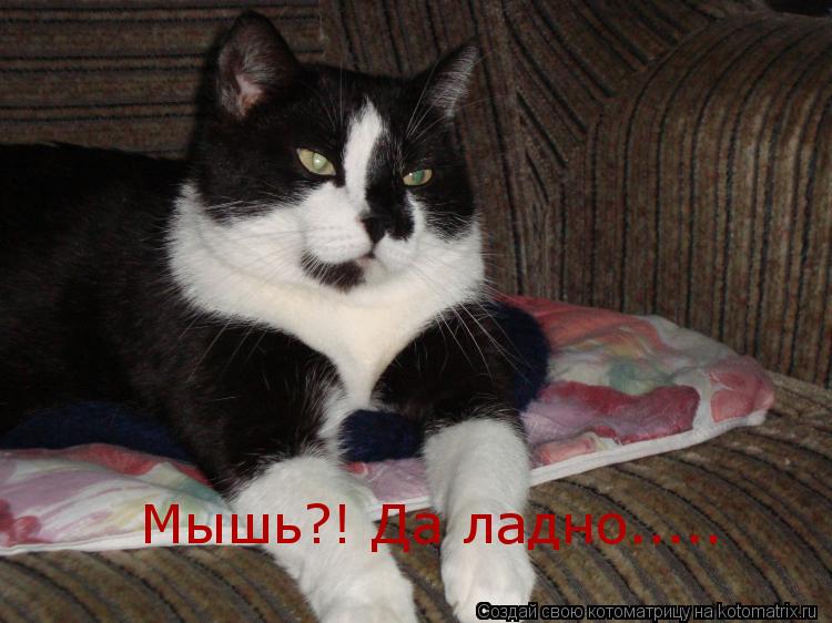Мышь?! Да ладно........ Котоматрица: Мышь?! Да ладно.....