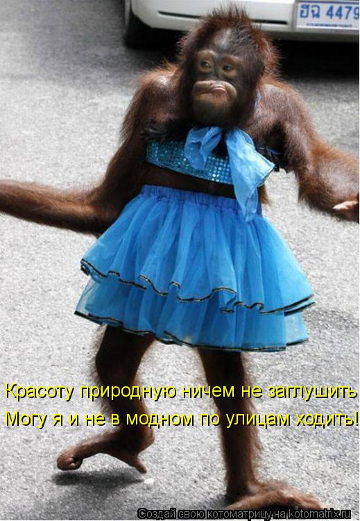 Красоту природную ничем не заглушить Могу я и не в модном по улицам ходить!... Котоматрица: Красоту природную ничем не заглушить Могу я и не в модном по улицам ходить!